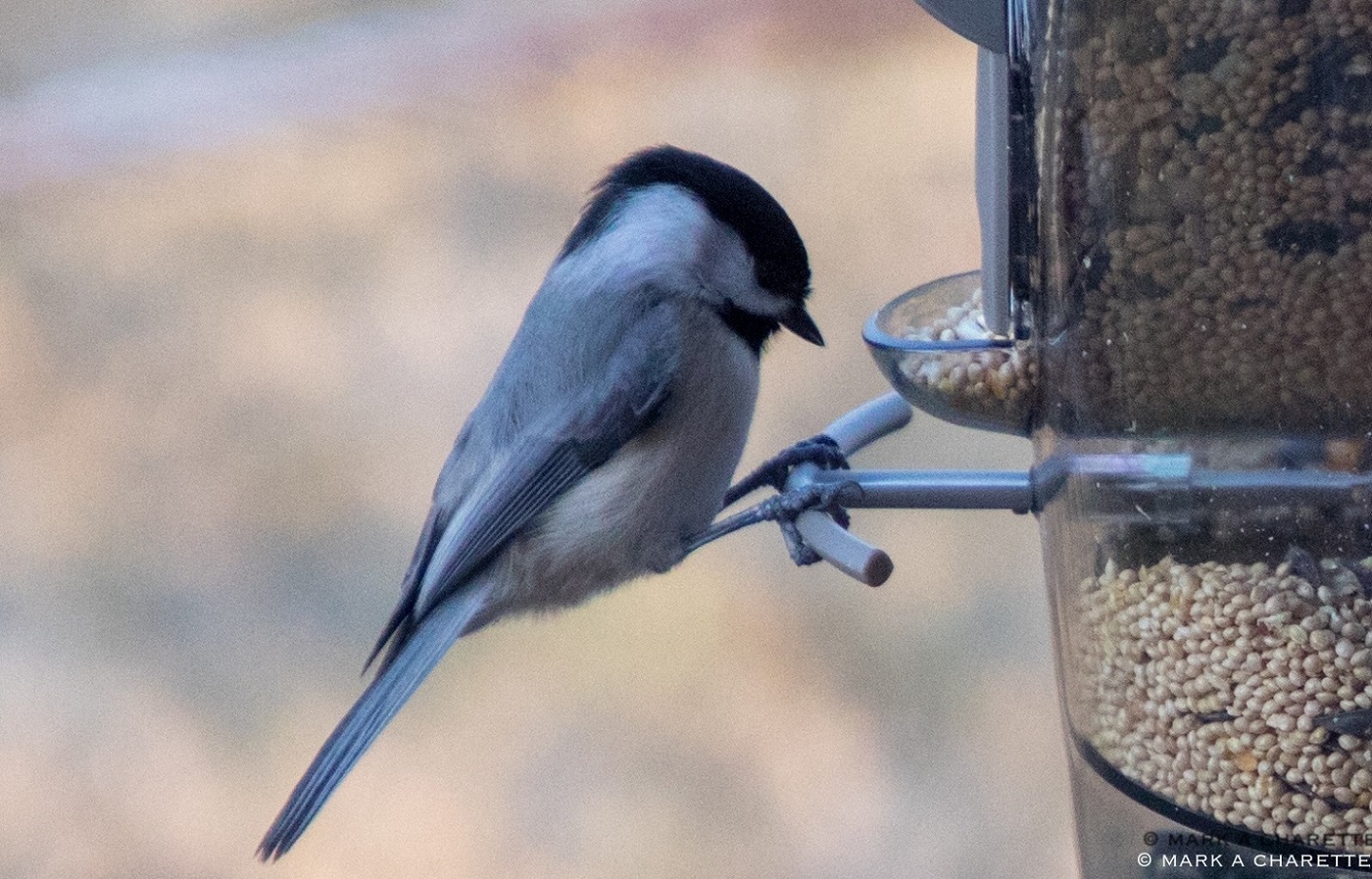 a tiny bird sitting on a bird feeder